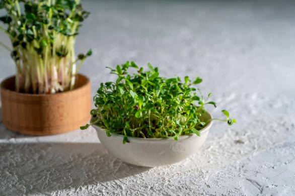 Atelier découverte des micropousses