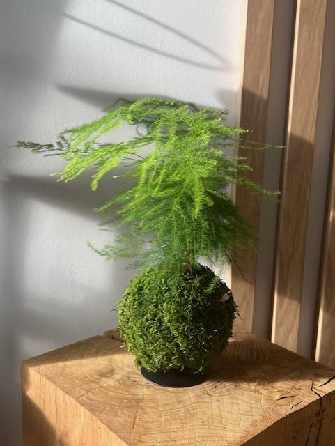 Atelier découverte confection Kokedama